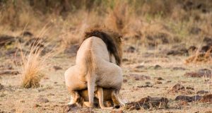 Lions Mating On Field