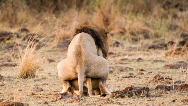 Lions Mating On Field
