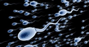 sperm