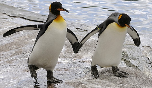 can-animals-be-gay-yes-this-gay-penguins-couple-gets-moved-to-gay