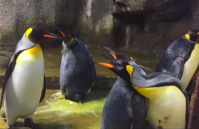 Gay_Penguin_Odense_Zoo
