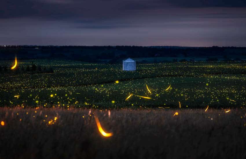 Fireflies Galena IL